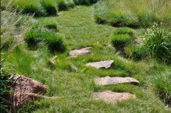 Drought Tolerant Lawn - Carex Pansa - california meadow sedge plantings.