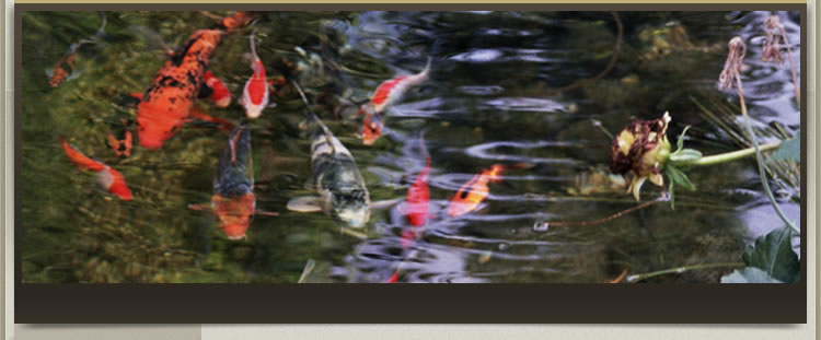 Koi Fish Pond