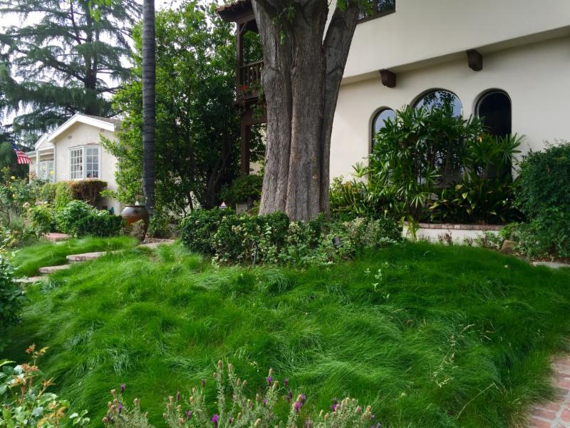 Backyard showing thick bed of very healthy drought tolerant grass. 