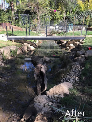 Pond after Cleaning and Maintaining, Tarzana CA