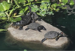 Water Ponds for Turtles, Pasadena, CA