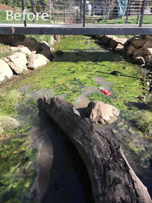 Pond before Cleaning and Maintaining, Tarzana CA