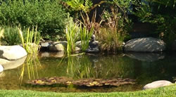 Back of pond with grasses and rocks centered is a sitting Buddha.