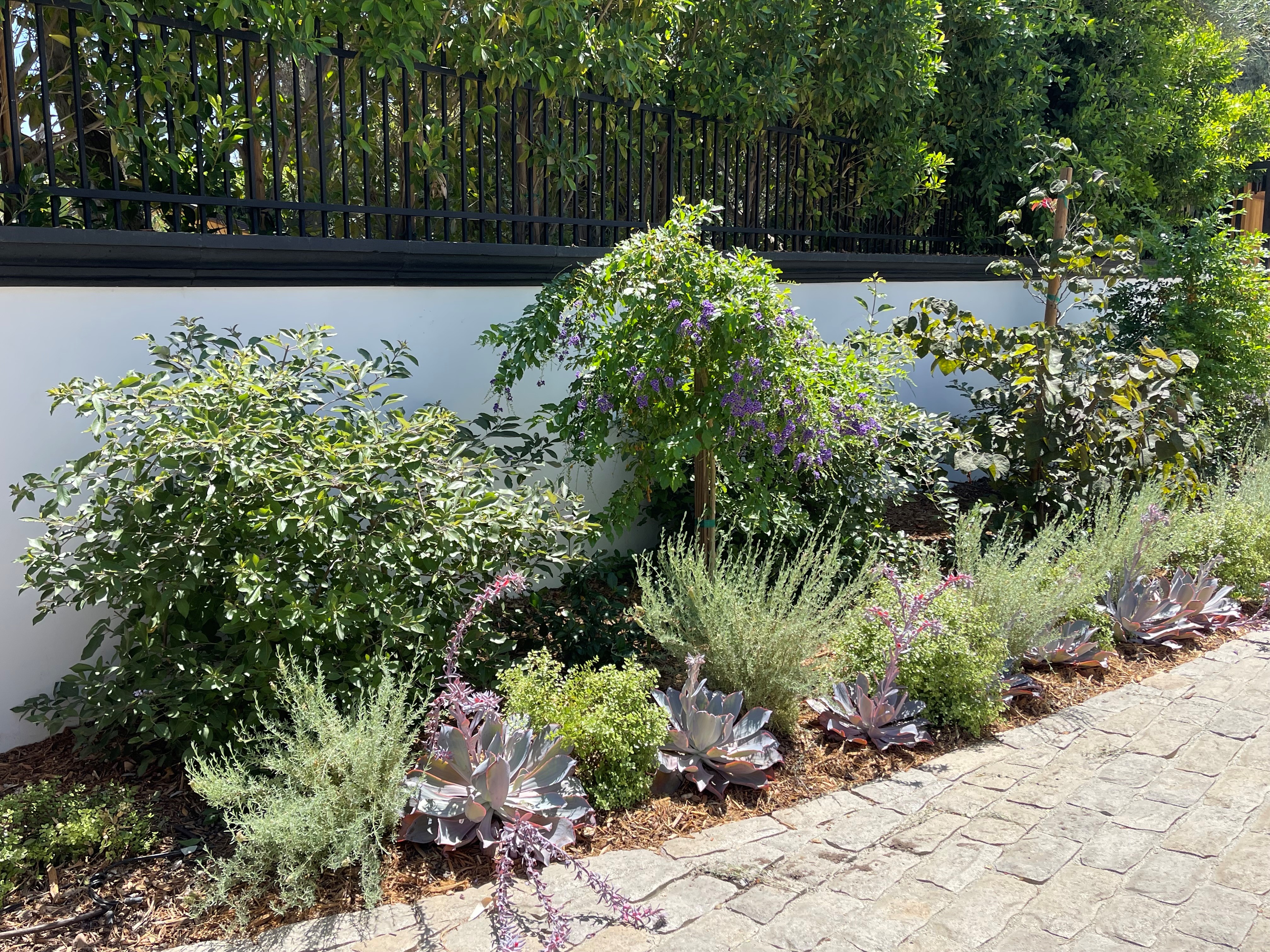 Drought Tolerant Landscape Design, Calabasas, CA