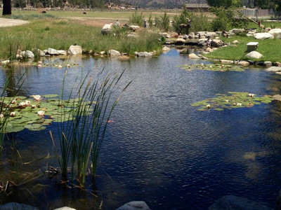 Ponds, Encino, CA