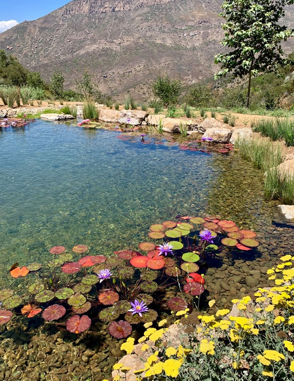 Aesthetic additions to the large Water Feature, Malibu CA