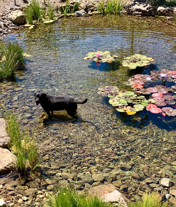 The Bog Filter, Malibu CA