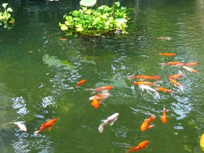 Koi Ponds
