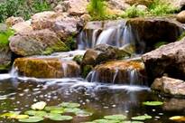 Waterfall Pond, Studio City CA