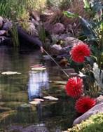 Koi Fish Pond, Calabasas, CA