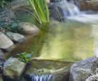 Koi Fish Pond, Westlake, CA