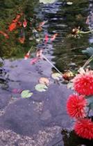 Garden Pond, Tarzana CA