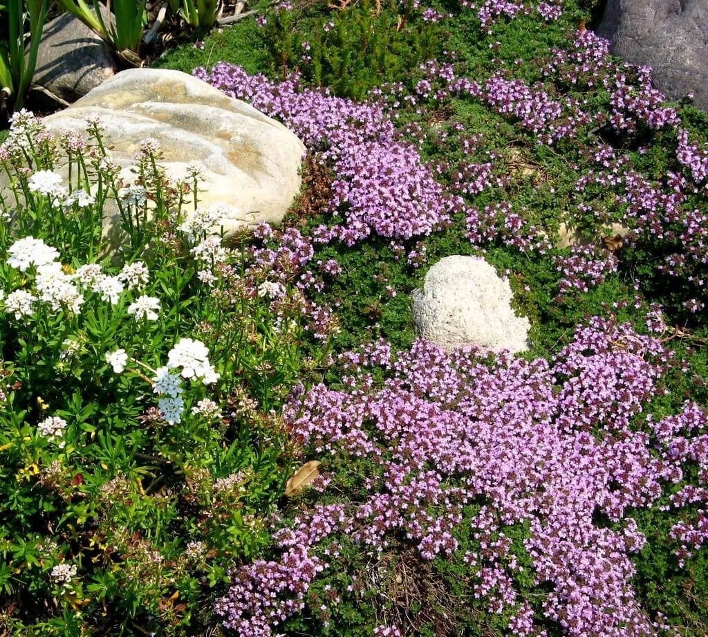 Drought Tolerant Landscaping, Westlake, CA