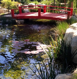 Beautiful pond with lily pads and natrual rocks with bridge.