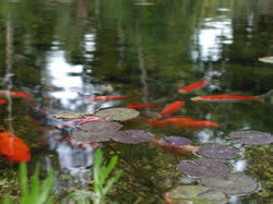 Several koi fish gathering just below surface in a pond.