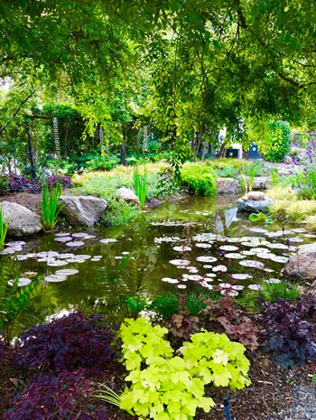A tranquil pond with its nutrient-absorbing aquatic plants recreating Mother Nature. 