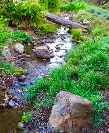 Another image of the deadfall tree, the stream and gorgeous vegetation.