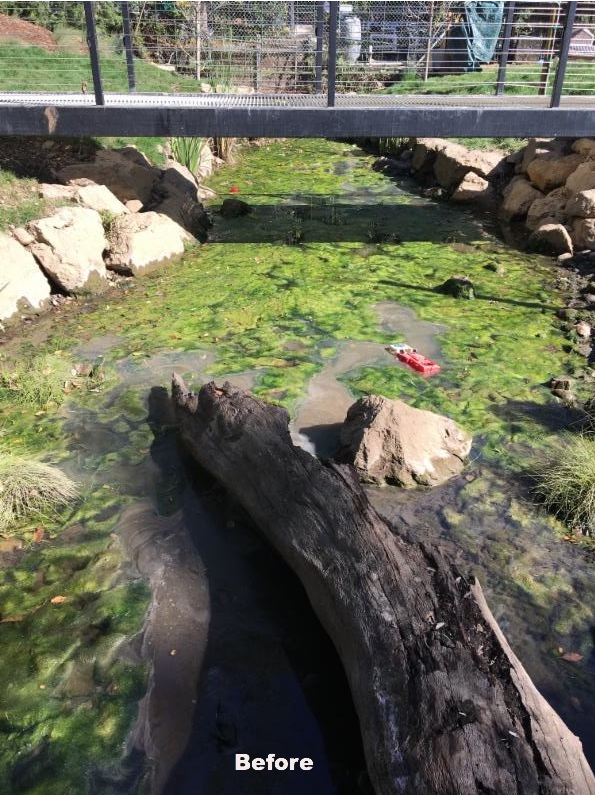 Algae filled pond under bridge.