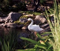 Commercial Pond Installation, Calabasas, CA 