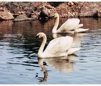 Commercial Pond Installation, Encino, CA 