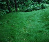 No Mow Grass, Calabasas, CA