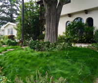 No Mow Grass, Westlake, CA