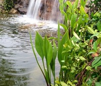 Waterfalls, Tarzana, CA 