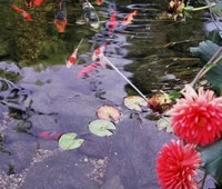Residential Pond Installation, Los Angeles, CA 