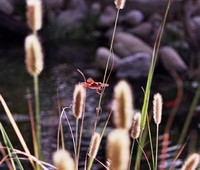 Residential Pond Installation, La Canada, CA 