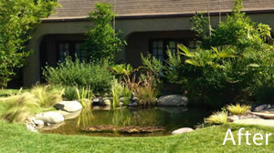 A koi pond surrounded by grass and bushes where the pool used to be.