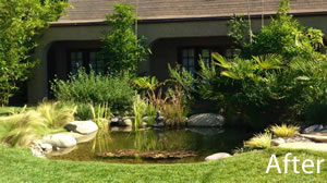 Koi Pond in Sherman Oaks CA - After Koi Pond in Sherman Oaks CA - After