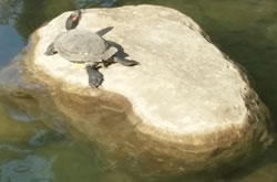 Red-Eared Slider, Westlake CA