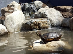 Turtle Pond, Thousand Oaks, CA