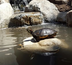 Turtle pond with waterfall and large rock with turtle.