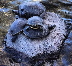 Turtles on Rocks surrounded by water, Calabasas CA