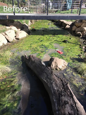 Pond before Cleaning and Maintaining, Tarzana CA Pond before Cleaning and Maintaining, Tarzana CA
